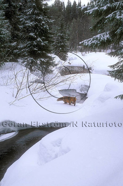 R�v  (Vulpes vulpes)