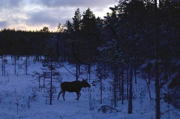 �lg  (Alces alces)
