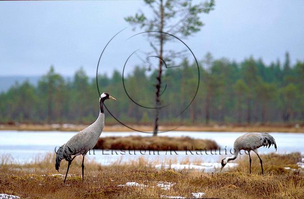 Trana   (Grus grus)