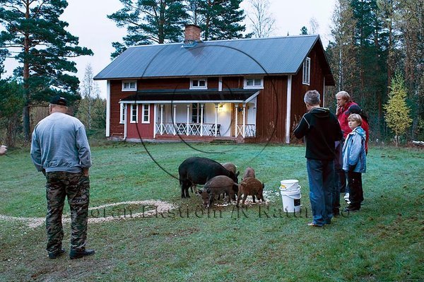 Vildsvin  (Sus scrofa)
