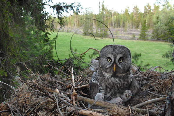 Lappuggla  (Strix nebulosa)