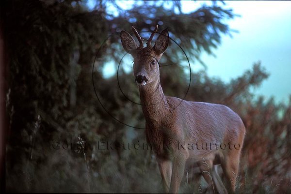 R�djur  (Capreolus capreolus)