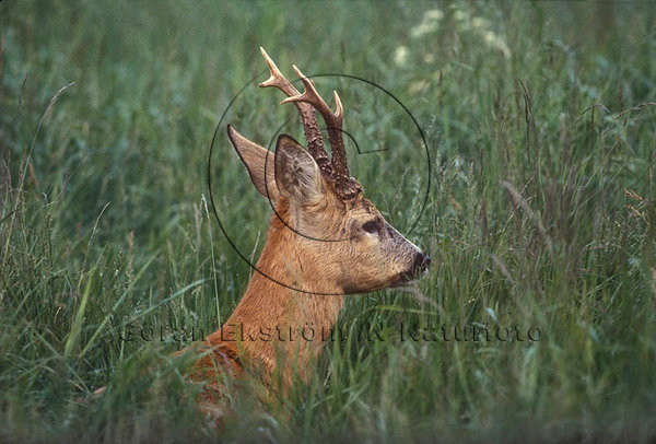 R�djur  (Capreolus capreolus)