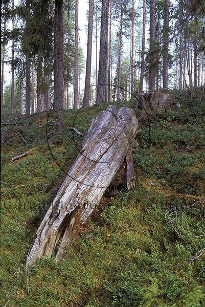Torrstubbe