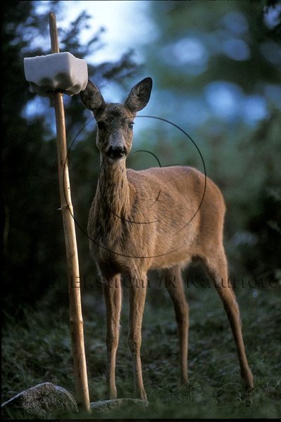 R�djur  (Capreolus capreolus)