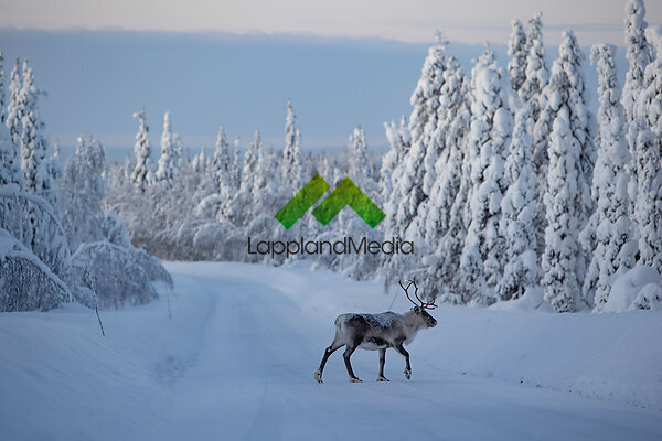 Renar i midvinterskog, Lappland :Reindeers in midwinter forest, Swedish Lapland