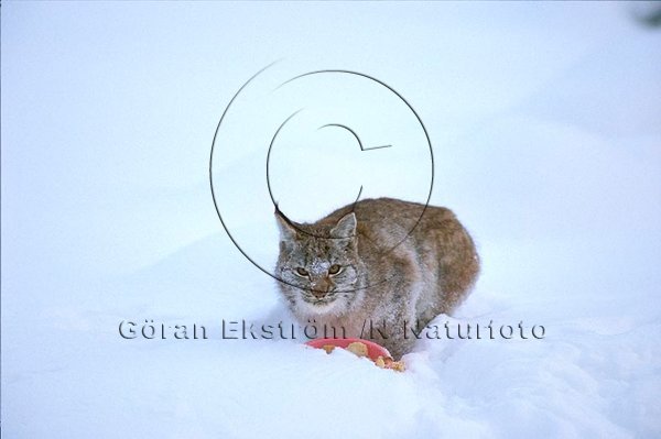 Lodjur  (Lynx lynx)