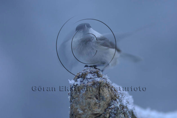 Talltita  (Parus montanus)