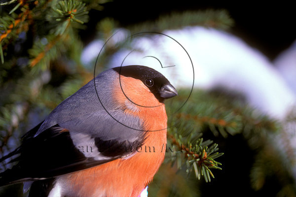 Domherre   (Pyrrhula pyrrhula)