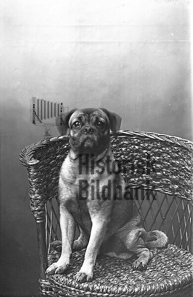 HUND