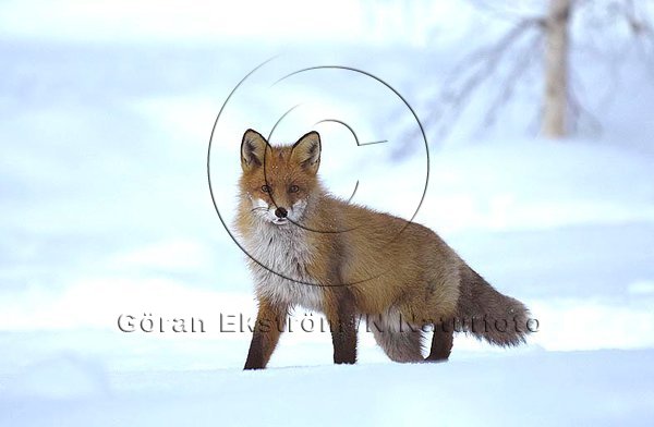 R�v  (Vulpes vulpes)