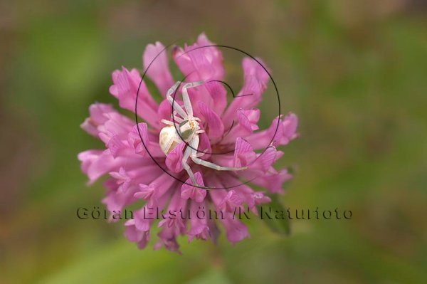 Blomkrabbspindel   (Misumena vatia)