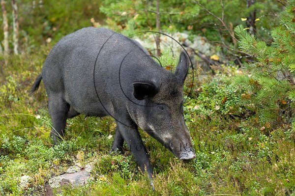 Vildsvin  (Sus scrofa)