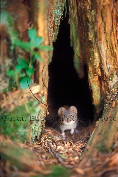 Skogssork  (Clethrionomys glareolus)