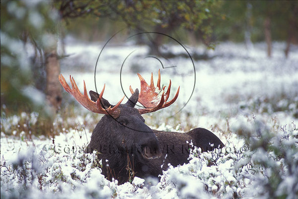 �lg  (Alces alces)