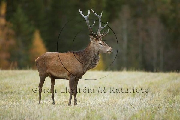 Kronhjort    (Cervus elaphus)