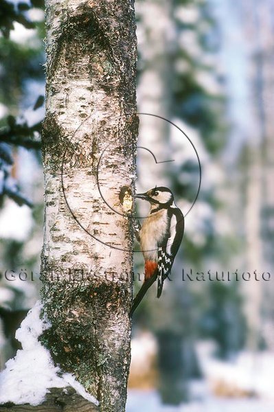 St�rre hackspett  (Dendrocopos major)