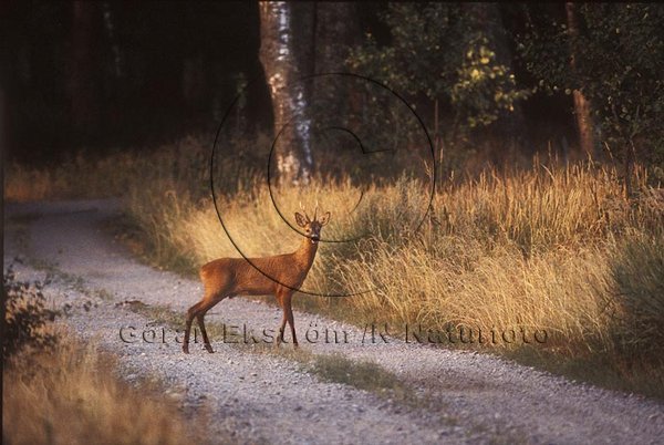 R�djur  (Capreolus capreolus)