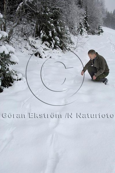 Sp�r av lodjur