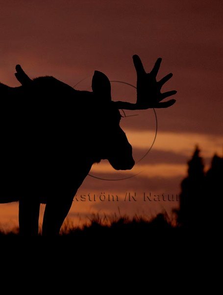 �lg  (Alces alces)