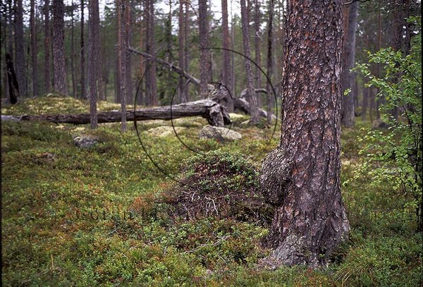 Skog