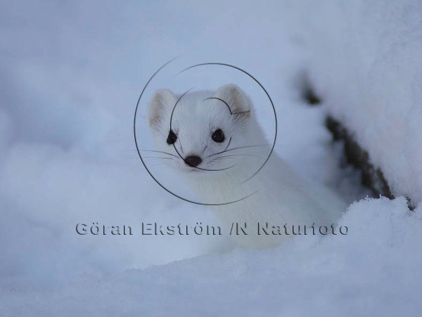 Hermelin  (Mustela erminea)