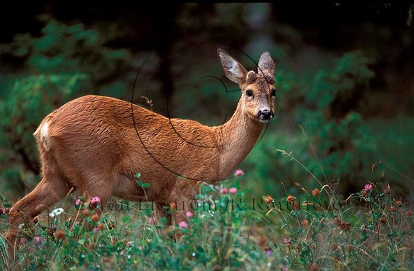 R�djur  (Capreolus capreolus)
