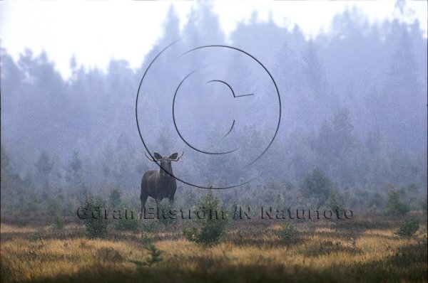 �lg  (Alces alces)